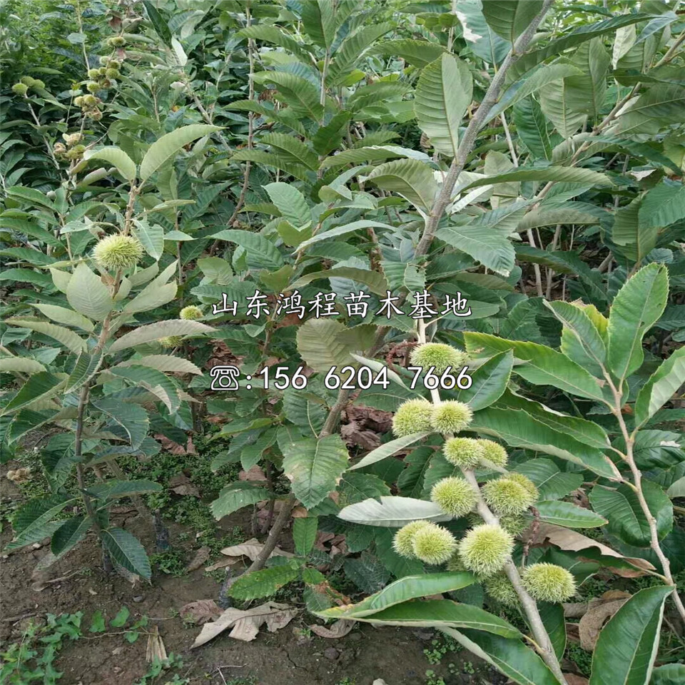 一年大油栗苗、一年大油栗苗出售