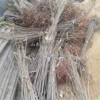 泰栗三號板栗苗、泰栗三號板栗苗種植基地