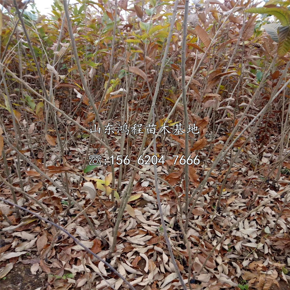 泰栗三號板栗苗、泰栗三號板栗苗種植基地