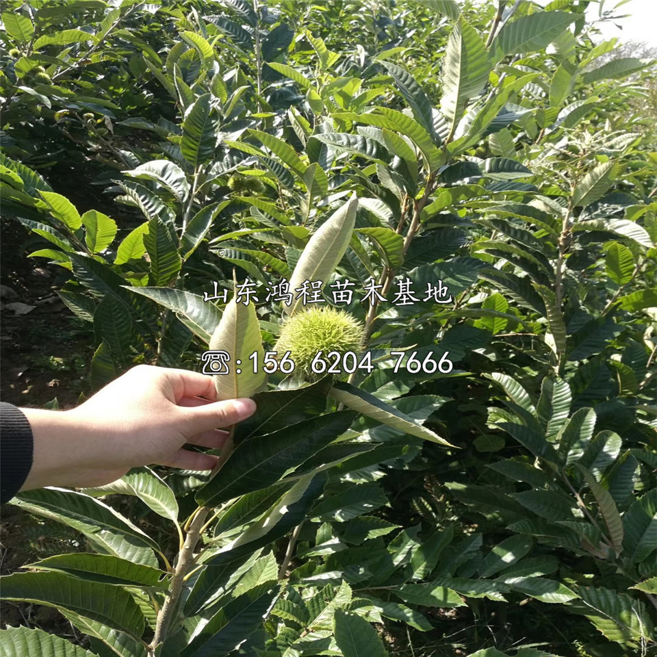 羅田板栗樹苗批發(fā)價(jià)格