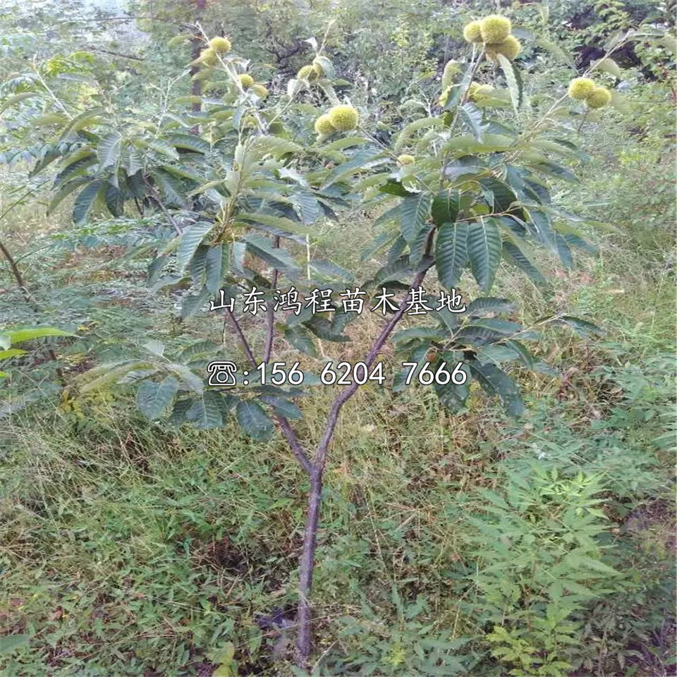 泰栗板栗苗、泰栗板栗苗基地