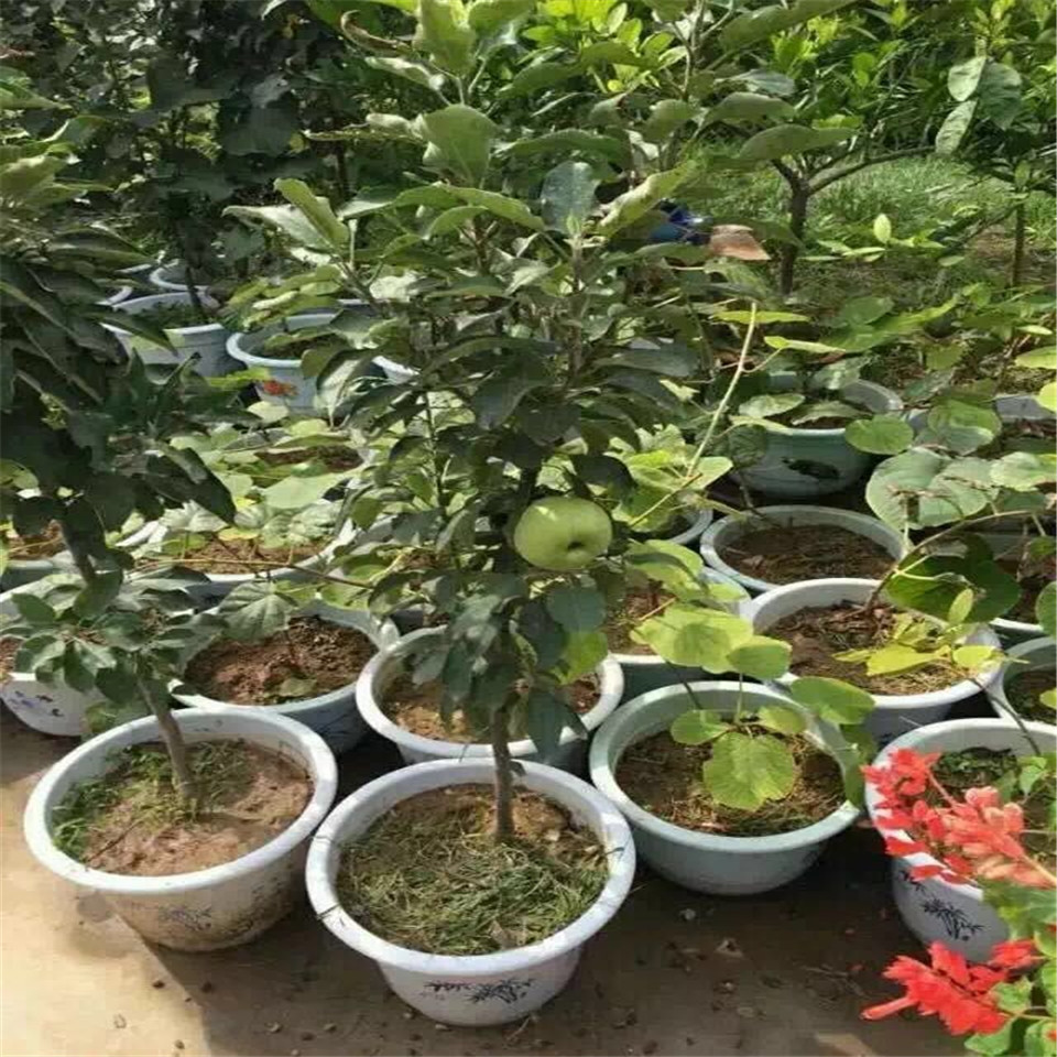 購(gòu)買黃金果蘋果苗、黃金果蘋果苗購(gòu)買價(jià)格