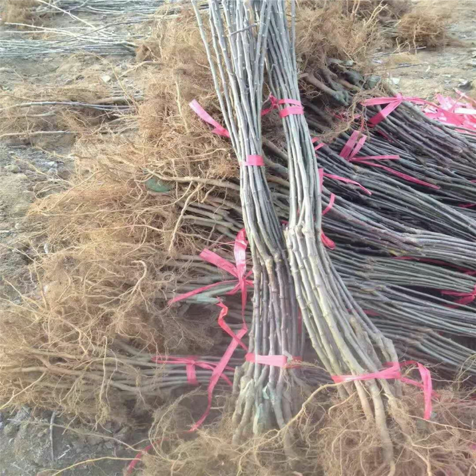 新品种夏红苹果苗、夏红苹果苗价格及报价