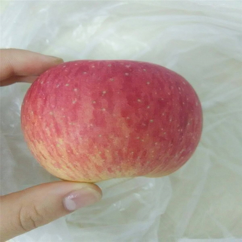 王林蘋(píng)果苗價(jià)錢(qián)、王林蘋(píng)果苗基地