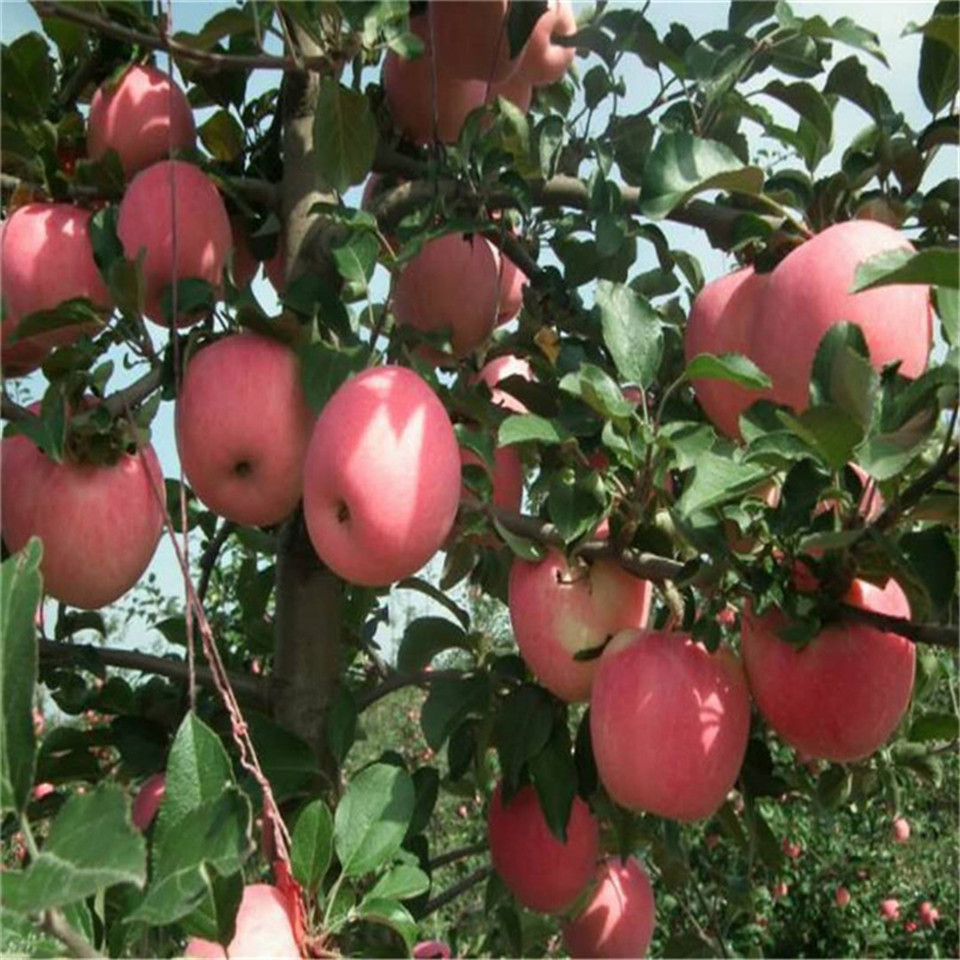 紅肉蘋(píng)果樹(shù)苗基地及產(chǎn)地