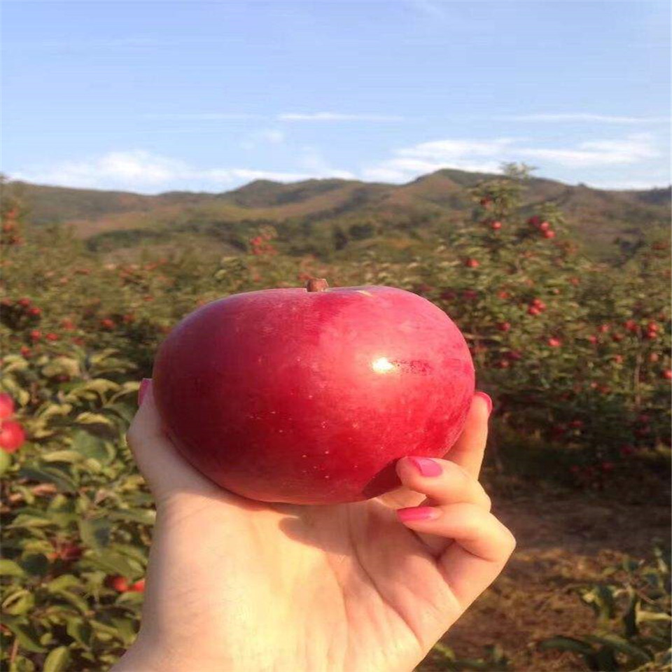 新品种夏红苹果苗、夏红苹果苗价格及报价