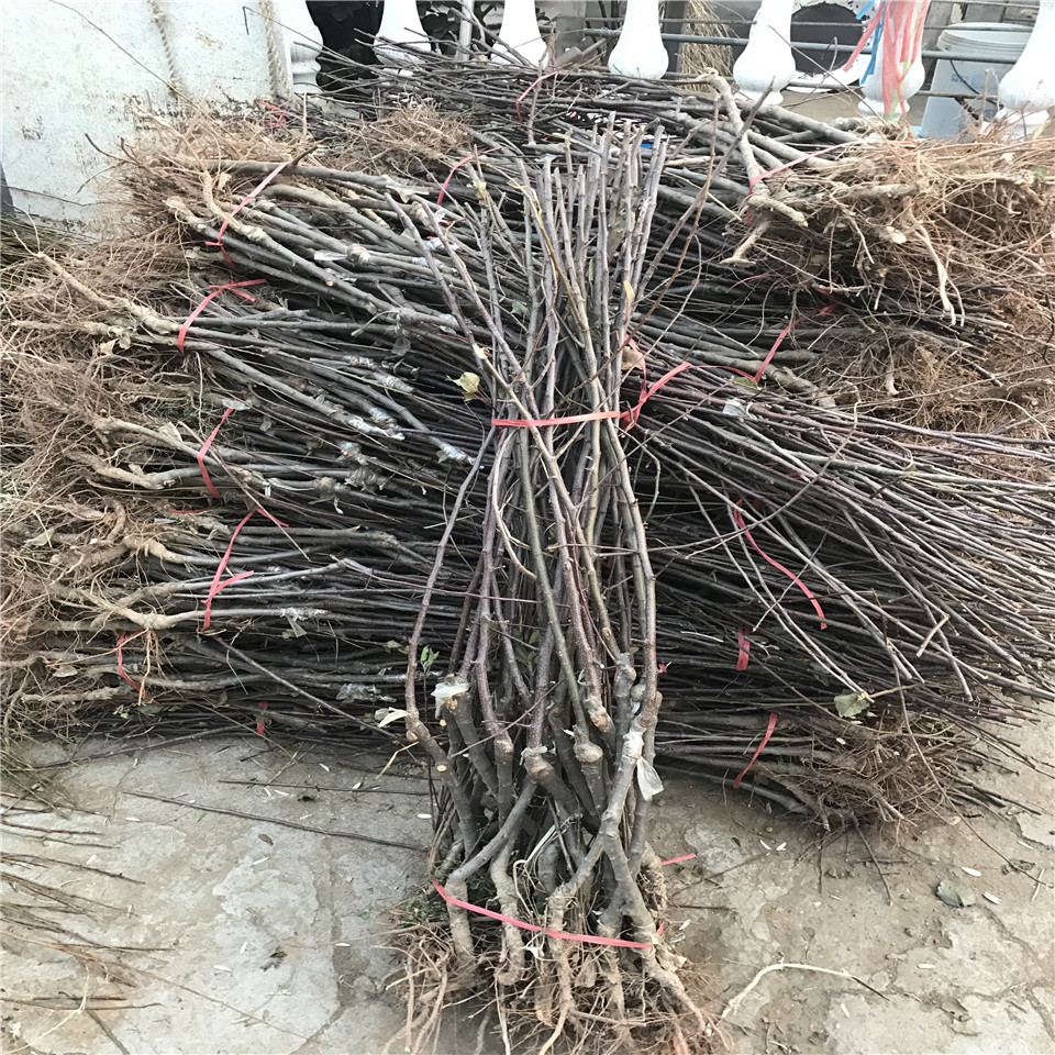 一公分藤牧一號蘋果苗價格