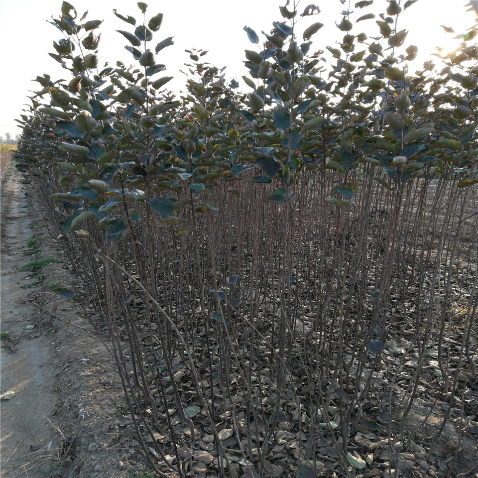 秦阳苹果树苗基地、秦阳苹果树苗销售