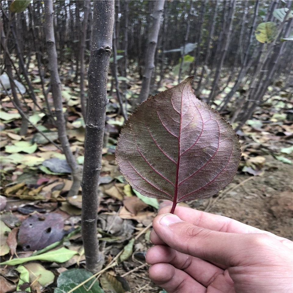 购买华硕苹果苗、华硕苹果苗批发基地