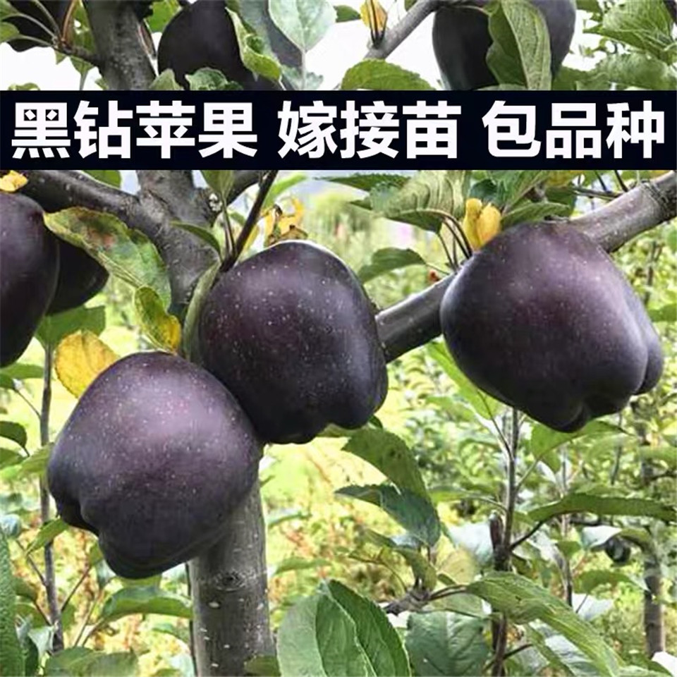 煙富蘋果苗、矮化煙富蘋果苗價(jià)格及報(bào)價(jià)
