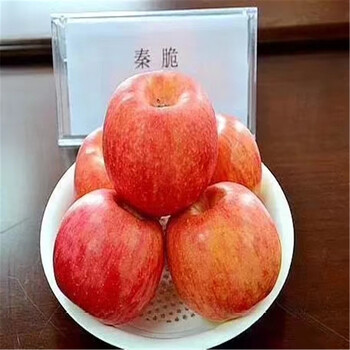煙富0號(hào)蘋果樹苗價(jià)格一覽表