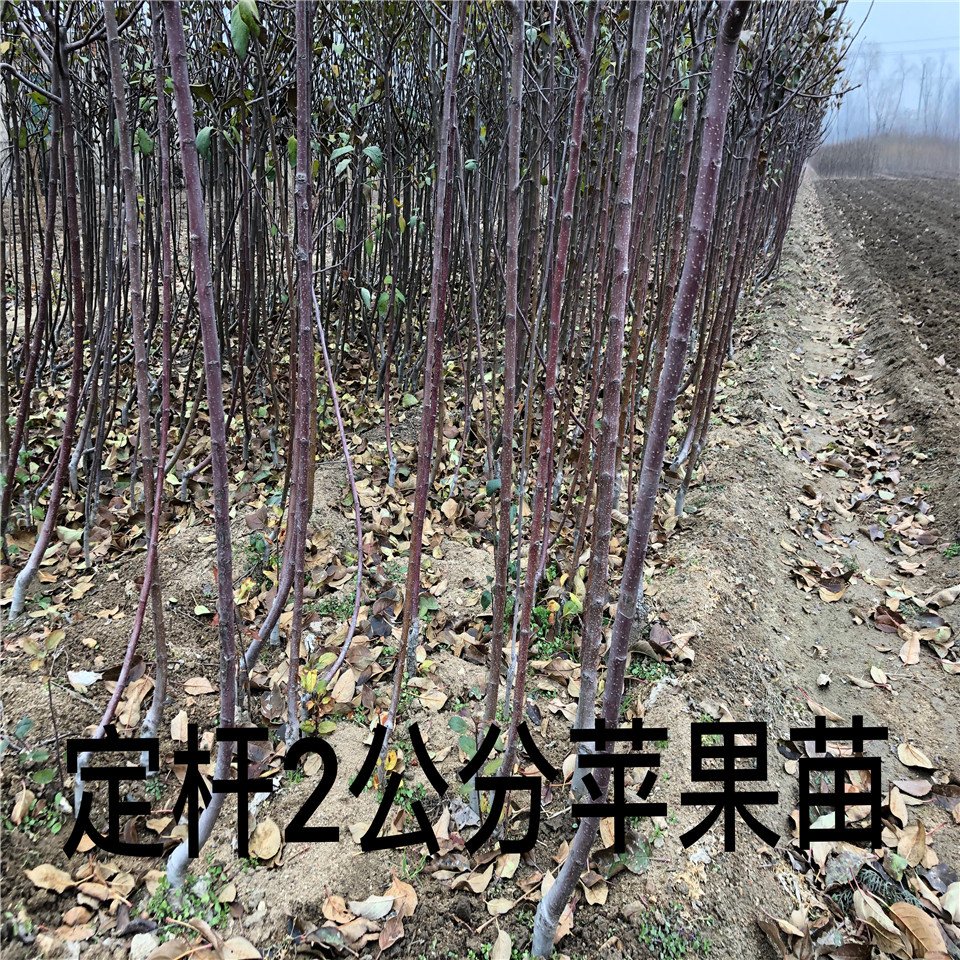 紅肉蘋(píng)果樹(shù)苗基地及產(chǎn)地