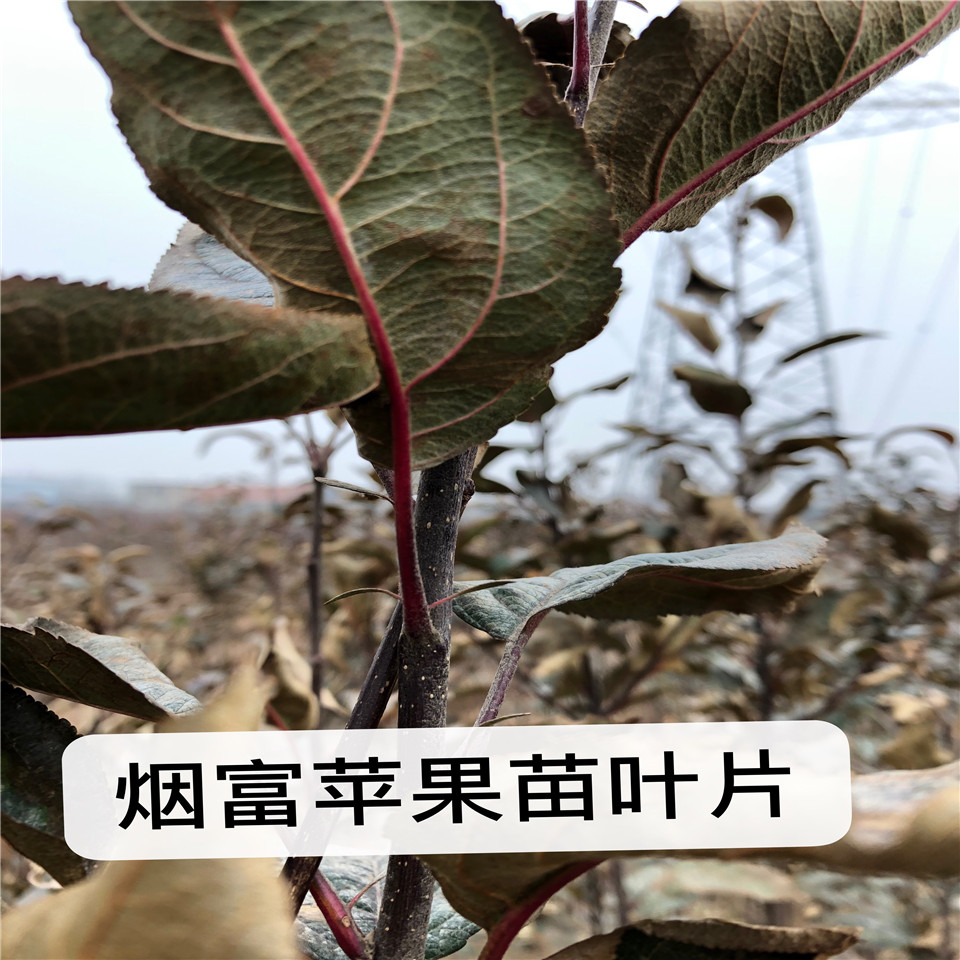 矮化红肉苹果苗价格一览表