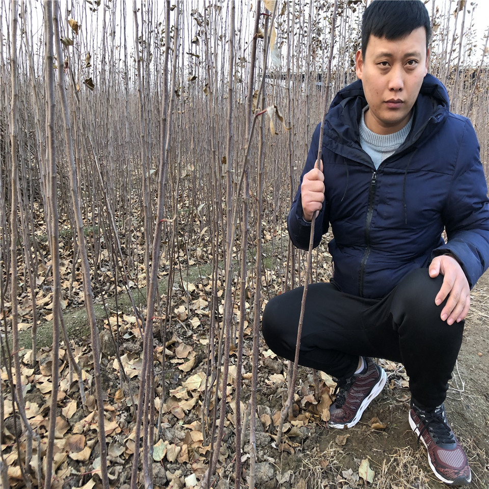 富藤蘋果樹苗供應(yīng)、富藤蘋果樹苗供應(yīng)基地