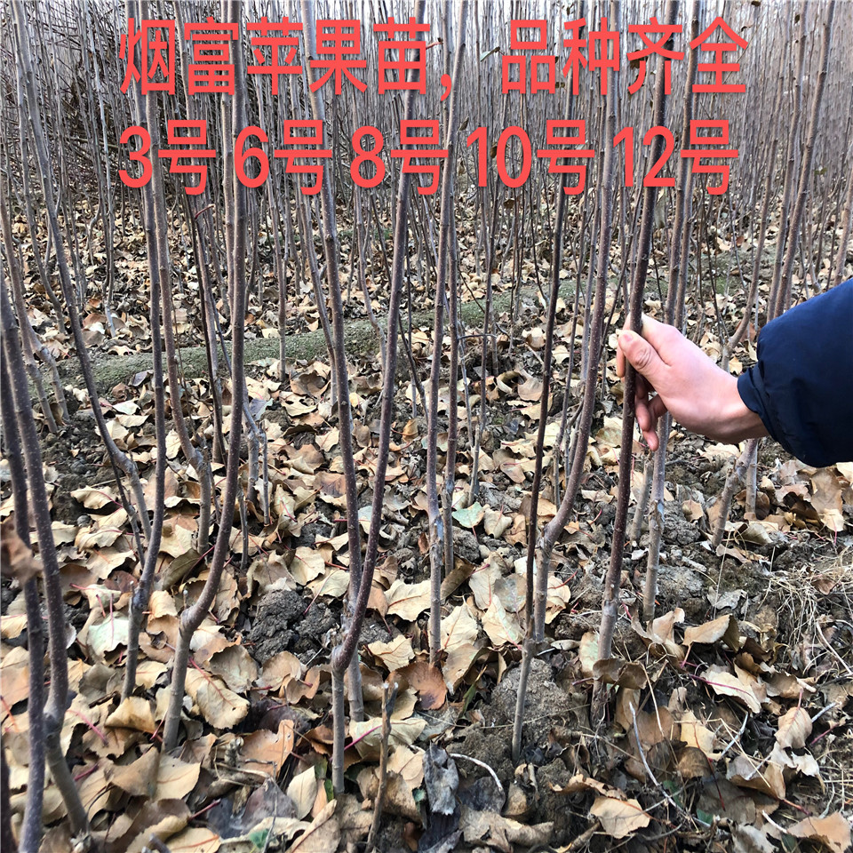 購(gòu)買黃金果蘋果苗、黃金果蘋果苗購(gòu)買價(jià)格