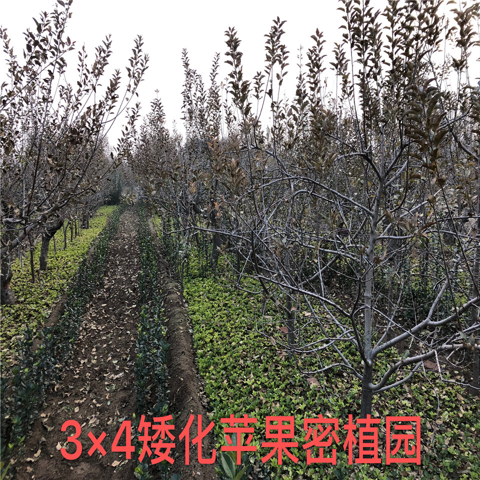 富藤蘋果樹苗供應(yīng)、富藤蘋果樹苗供應(yīng)基地