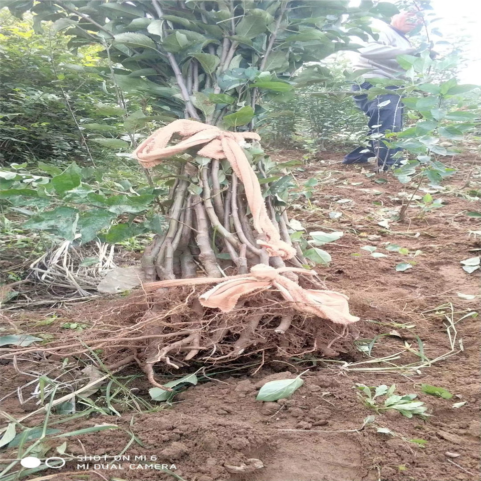 煙富0號蘋果樹苗價格一覽表