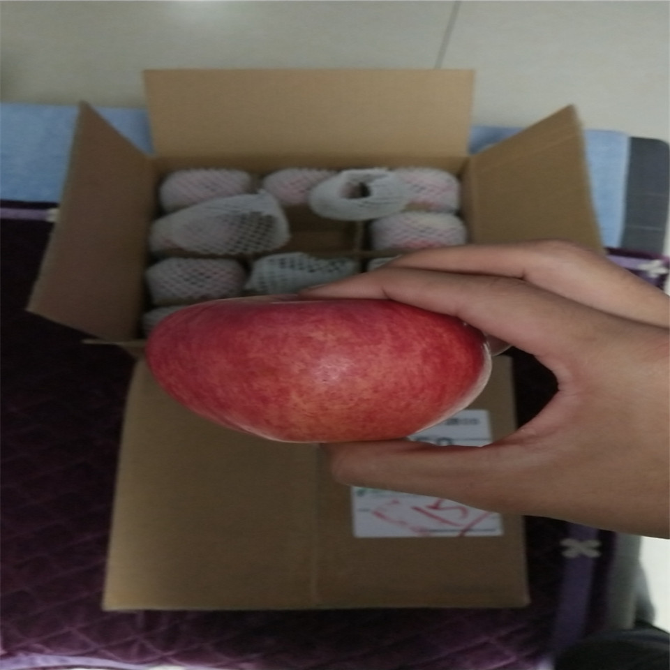 一公分藤牧一號蘋果苗價格