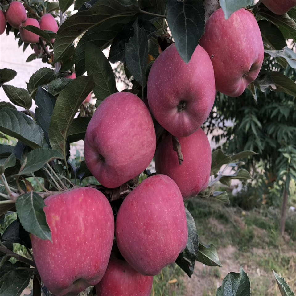 秦冠蘋果樹苗、秦冠蘋果樹苗價格