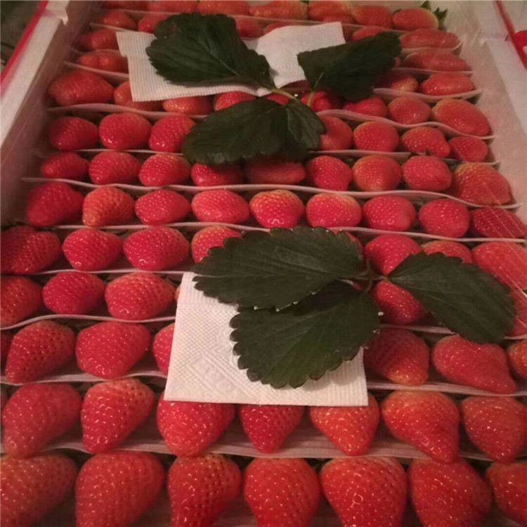圣诞红草莓苗售价 圣诞红草莓苗价格公示