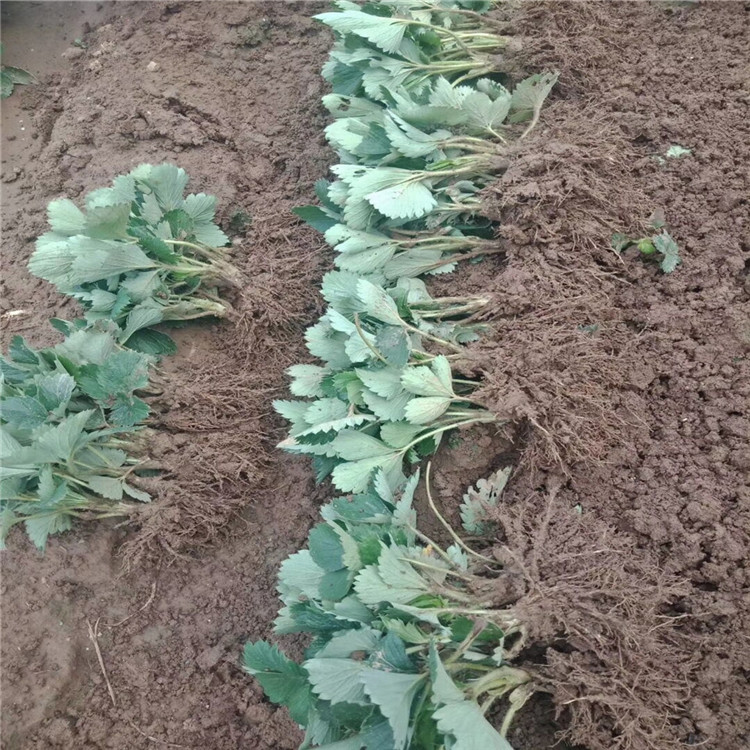 甜寶草莓苗價格 甜寶草莓苗供應(yīng)出售