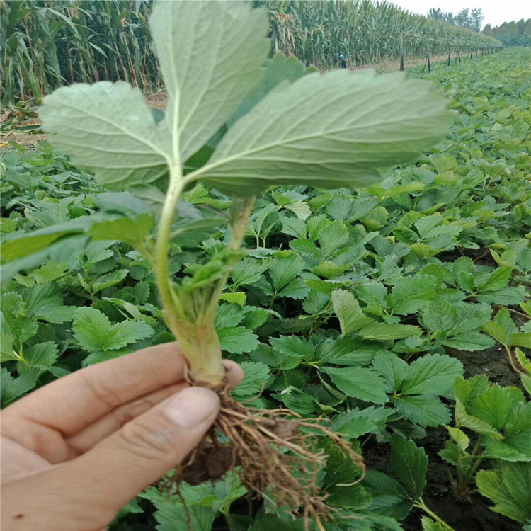 章姬草莓苗批發(fā)價(jià)格 章姬草莓苗基地價(jià)格表