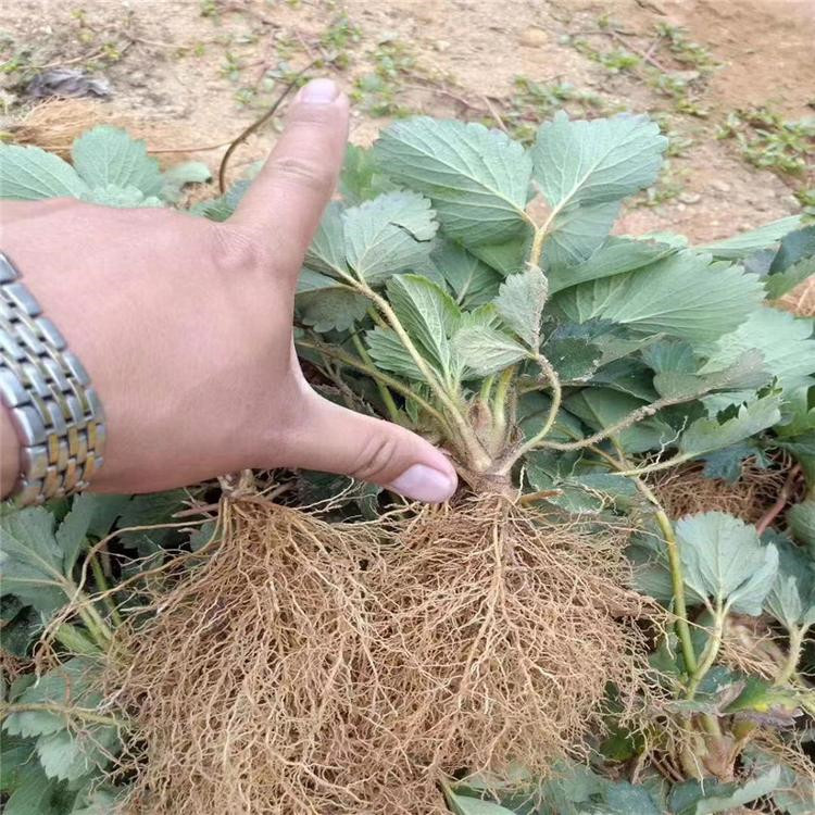 甜寶草莓苗價格 甜寶草莓苗供應(yīng)出售