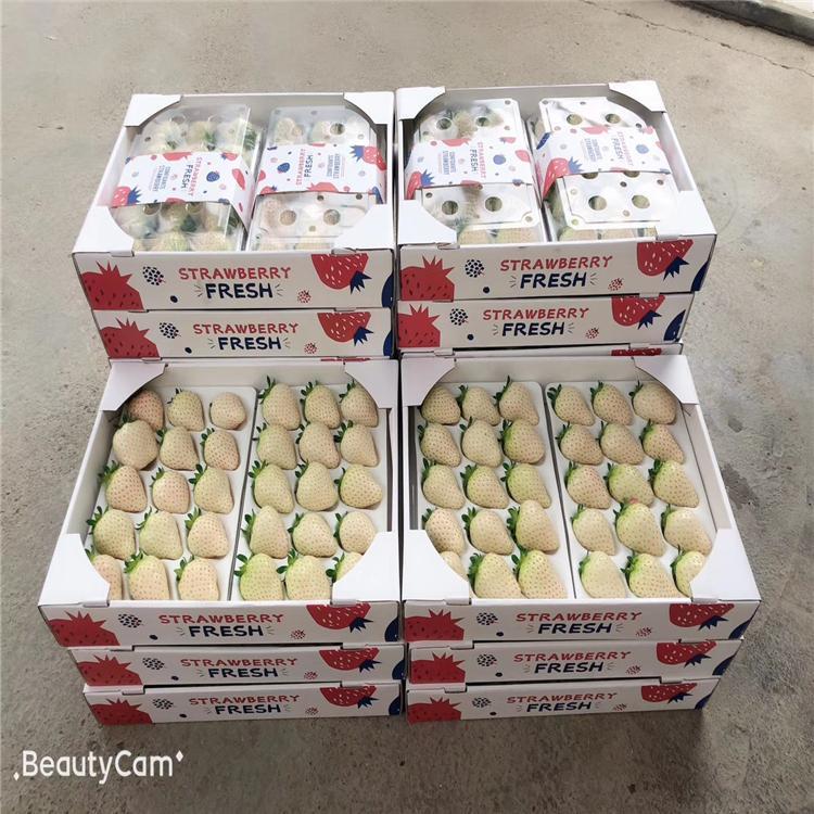 奶油草莓苗價格 奶油草莓苗供應出售