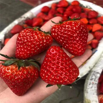 甜查理草莓苗新品種甜查理草莓苗出售價格