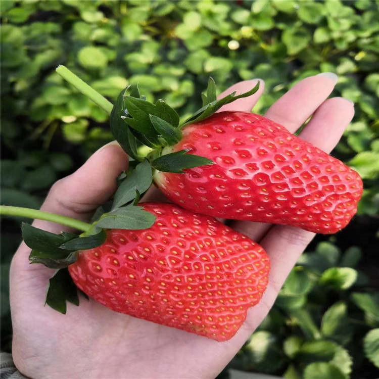 出售寧玉草莓批發(fā) 購買寧玉草莓價格
