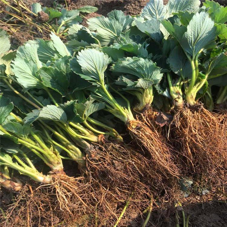太和草莓苗品種介紹 太和草莓苗價格及報價