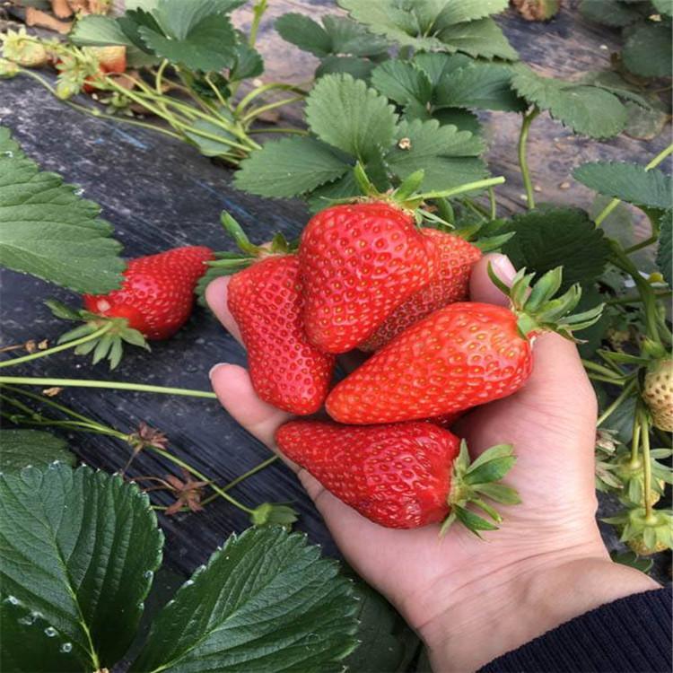 賽娃草莓苗批發(fā)價格 賽娃草莓苗基地價格