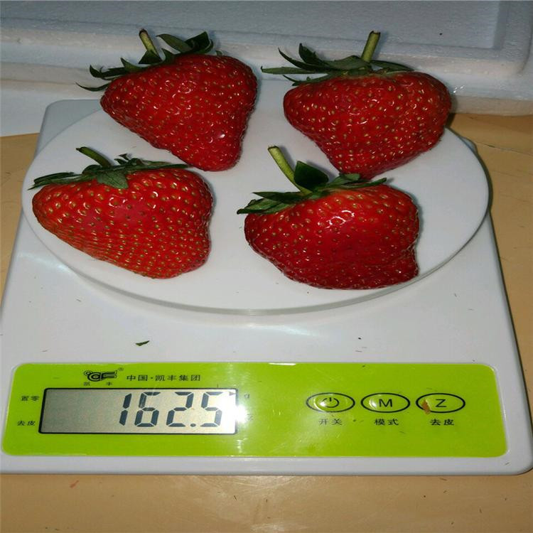 甜寶草莓苗價格 甜寶草莓苗供應(yīng)出售