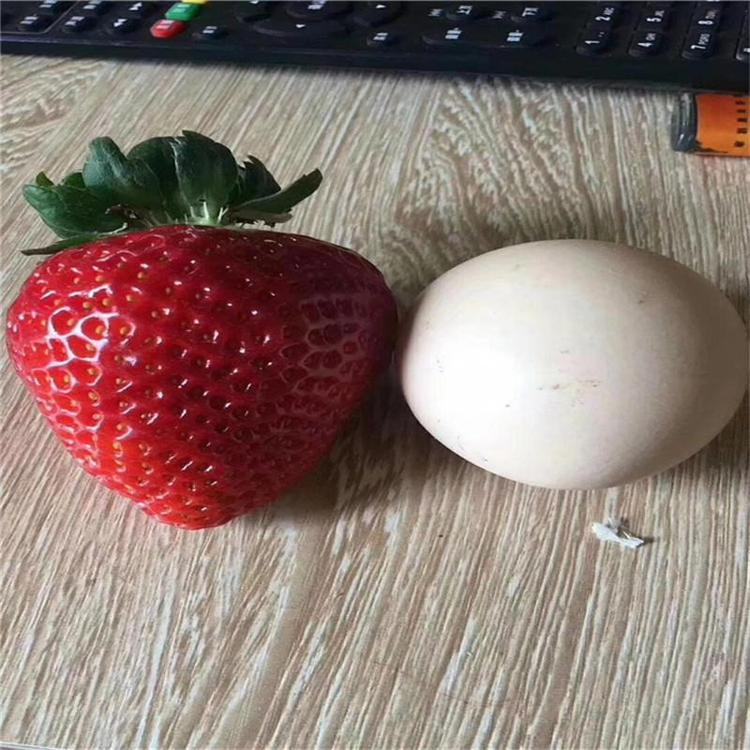 妙香3草莓苗价格 妙香3草莓苗基地报价