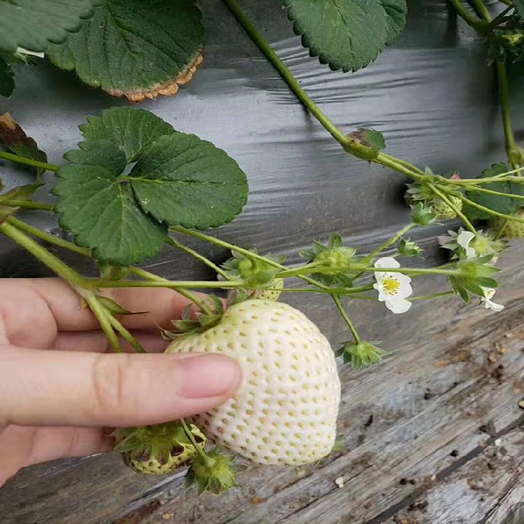 佐賀清香草莓苗價格 佐賀清香草莓苗基地報價