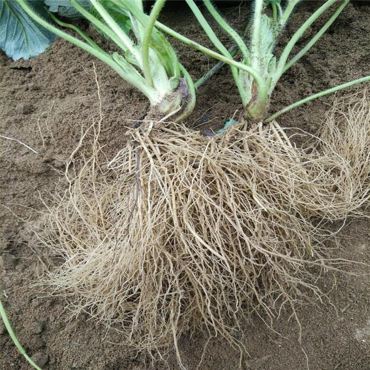 達娜草莓苗價格 達娜草莓苗供應(yīng)出售