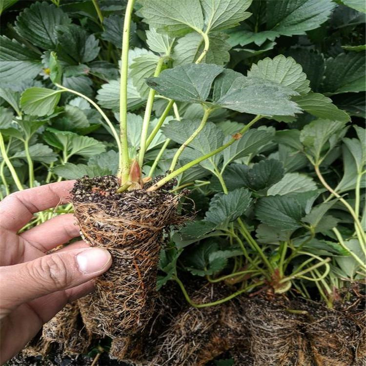 紅頰草莓苗價(jià)格 紅頰草莓苗品種介紹
