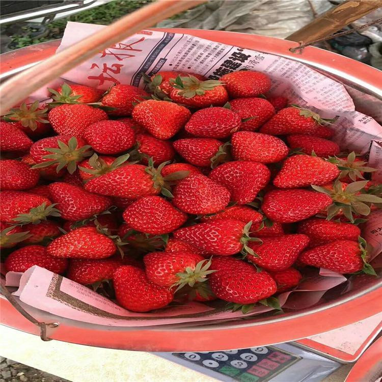 賽娃草莓苗批發(fā)價格 賽娃草莓苗基地價格