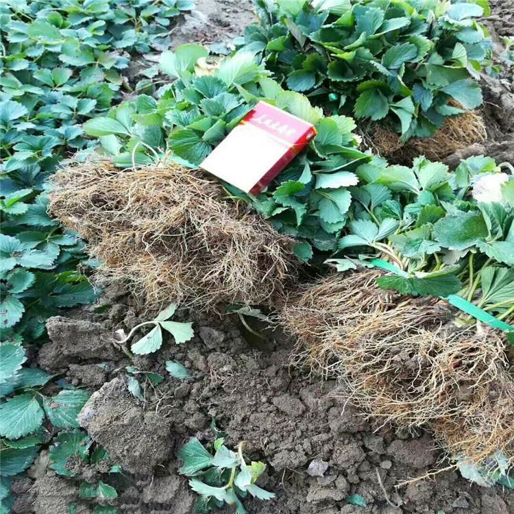 99號草莓苗 99號草莓苗價格及基地