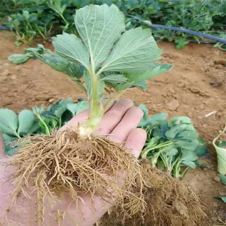 2020年甜王草莓苗批發(fā)價格 甜王草莓苗出售基地