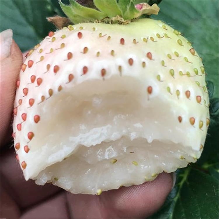 出售寧玉草莓批發(fā) 購買寧玉草莓價格