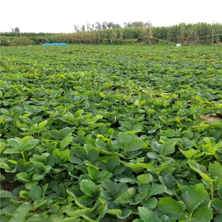 蒙特瑞草莓苗批發價格 蒙特瑞草莓苗基地價格表