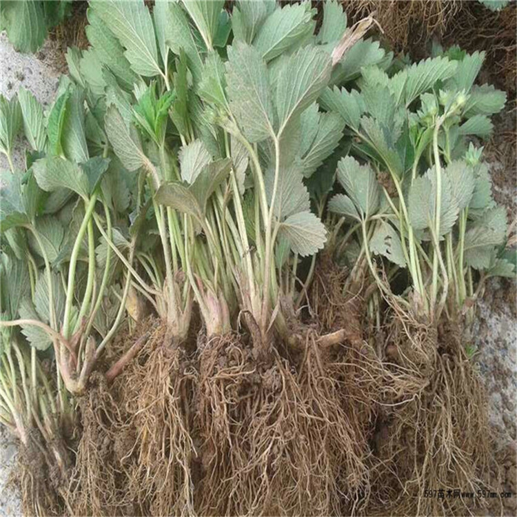 蒙特瑞草莓苗批發價格 蒙特瑞草莓苗基地價格表