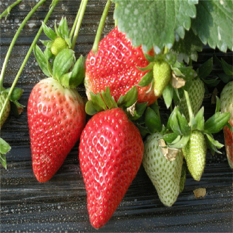山口一号草莓苗价格 山口一号草莓苗供应出售