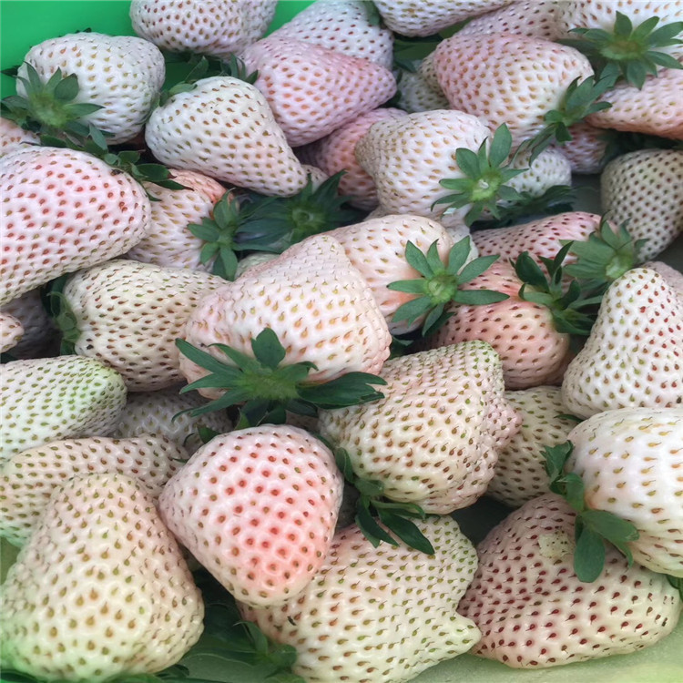 新品種甜查理草莓苗 甜查理草莓苗批發(fā)基地