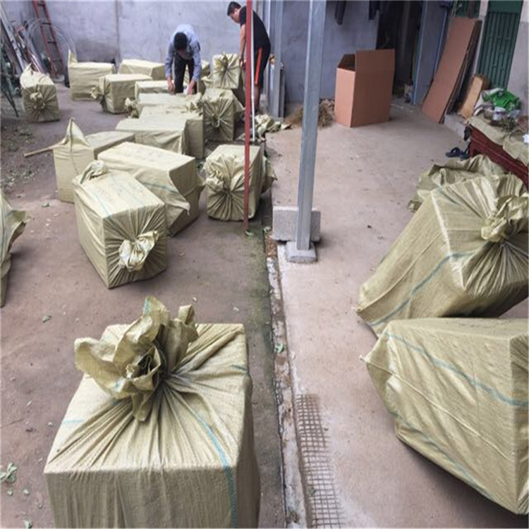 山東脫毒二代草莓苗 脫毒二代草莓苗批發(fā)基地