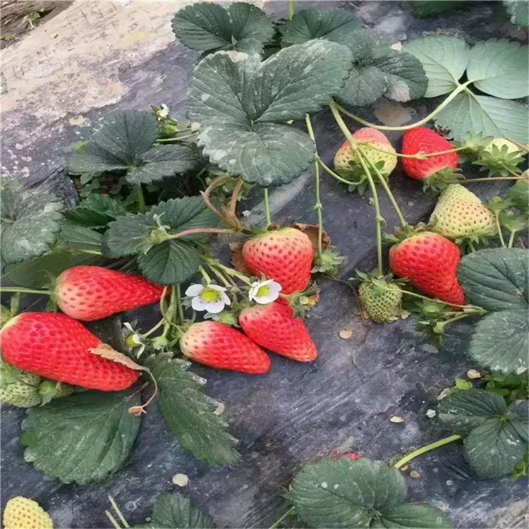 99號草莓苗 99號草莓苗價格及基地