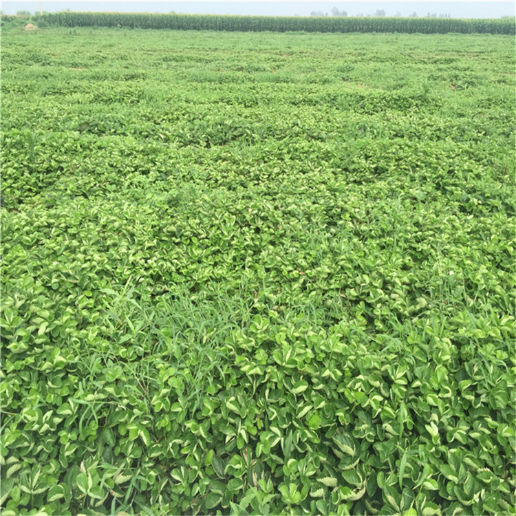 山東99號草莓苗 99號草莓苗批發(fā)基地