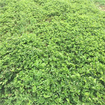 早熟草莓苗價格早熟草莓苗品種介紹