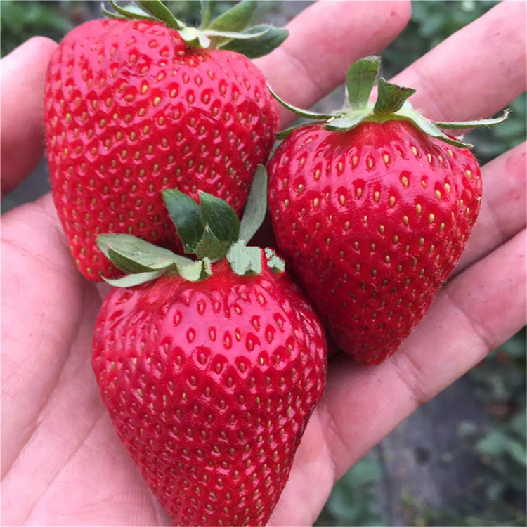 99號草莓苗 99號草莓苗價格及基地